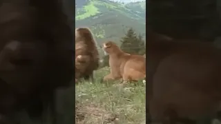 Brown Bear vs. Mountain Lion #shorts