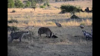 Breakfast on the Serengeti - hyenas, jackals, and vultures tear apart a wildebeest carcass.