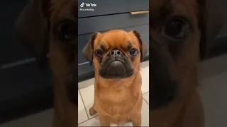 Funny Pets TikTok that will Brighten Up Your Day  2021  Letswatch