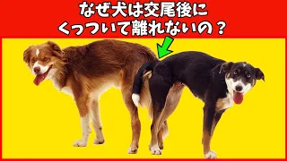 【衝撃】犬が交尾後にくっついて離れられない理由