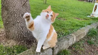 Incredibly beautiful Cat who loves to play. This Cat is very cute.