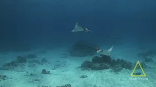 DANCING  SPOTTED EAGLE RAYS