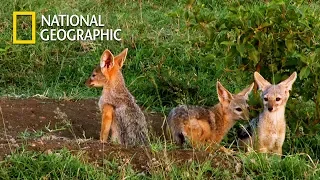 Hyena's Baby Jackal Hunting｜National Geographic