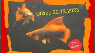 Обзор разводни 20.12.2023