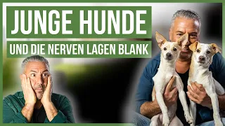 Meine zwei WELPEN! 🤪 Kleine Hunde - großes Drama! ❤️