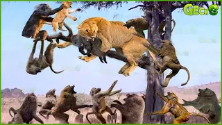 30 Tragic Endings Of The Lion Family When Invading The Baboon's Territory | Animal Fights