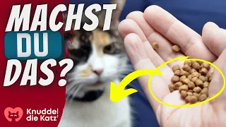 9 Fehler beim Katze füttern, die FAST JEDER macht (du auch?)