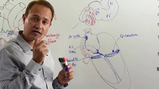 Development of the Conduction System of the Heart - Embryology