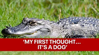 Florida man describes alligator attack at his front door