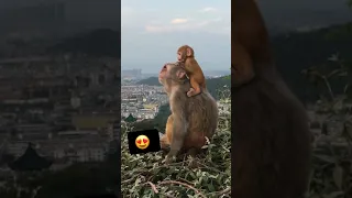 MONKEY AND HIS BABY