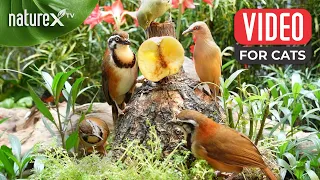 Bird video for cats 😺 NO ADS 🐦 Birds Enjoying Apple in Magical Garden - Relaxing Nature Scene