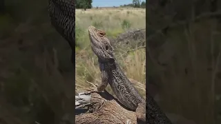 Создано Творцом🦎 /#Бородатый дракон #animals #shorts