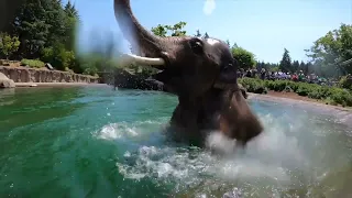Asian Elephant Samudra Has Fun In The Sun