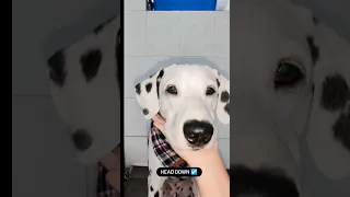 dalmatian puppy cute face 🥺 #shorts #dog #cute #dalmatian
