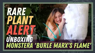 MONSTERA 'BURLE MARX'S FLAME' AKA MONSTERA DILACERATA | Unboxing, Introduction, and Care Tips!