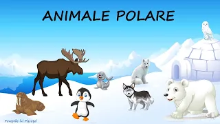 Animale polare | Animale de la poli |Curiozități despre animalele polare | Animalele polare