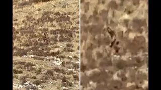 Colorado bigfoot train video | Colorado train passengers stumble upon bigfoot-like creature