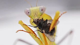 Praying Mantis vs House Fly