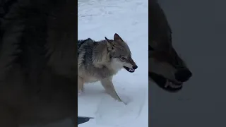 Нападение Волка в парке Победы