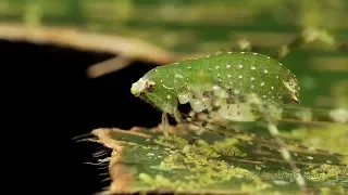 Katydid Nymph from Ecuador