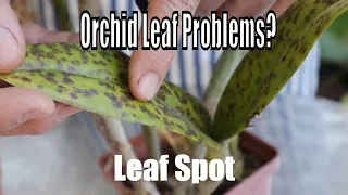 Orchid leaf problems.  Orchid Diseases and Fungus, treatment and prevention from a professional.