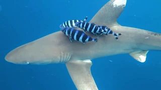 LONGIMANUS (Oceanic Whitetip Shark)