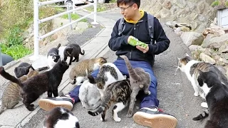 Guy Gets Swarmed by Cats on Japan's Cat Island!