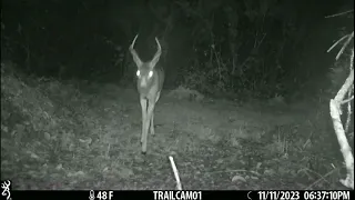 November 2023 Southwest Corner Trailcam Highlights