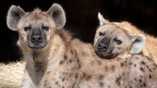 A rare sighting of male spotted hyenas ready to mate with the female