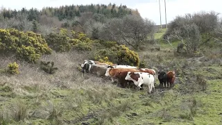 Feeding outwintered heifers March 2023