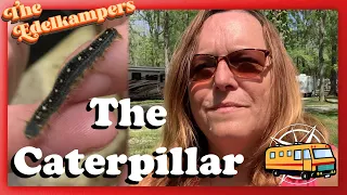 How to Create a Habitat for your Caterpillar | Road Schooling While Full Time RV Living