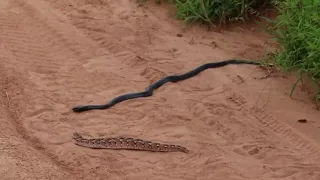 Black-Necked Spitting Cobra vs. Puff Adder II, Ruaha 2/2020