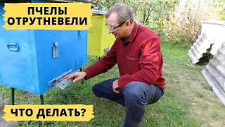 Отрутневела пчелиная семья | Что делать?