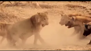 Life is Not Easy With The Lion King! Lions Failed to Control Prey, Buffalo, Zebra, Hyena, Crocodile