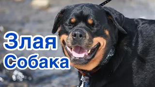 Рычание злой собаки (Звук в высоком качестве) (9 секунд) #рычание #ротвейлер #злаясобака