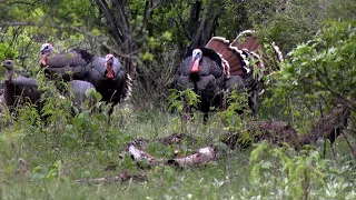 Lessons Learned Hunting Turkeys