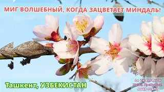 💮🇺🇿💮ЦВЕТЁТ МИНДАЛЬ, в моём родном краю, каким-то РАЙСКИМ НЕЗЕМНЫМ ТВОРЕНЬЕМ!💮  ВЕСНА ПРИШЛА! 💮💮