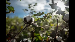 Cotton made in Africa - Image film