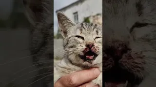 Монахиня нашла окровавленного котёнка. Истории из жизни животных. Кошки Задонского монастыря.