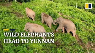 Wild elephants make annual migration to China’s Yunnan Province amid harvest season