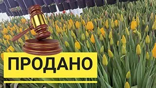 Подводим итоги Восьмого марта | Окупаемость теплицы | Планы на будущее