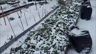 Укрытие земляники на зиму в Сибири