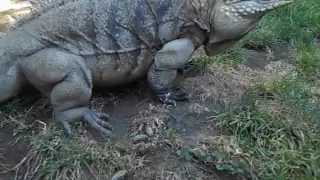 Only Voice Trained Giant  Iguana in the World !!