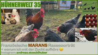 Hühnerwelt 35 Französische MARANS Rasseporträt - Die Schokoleger