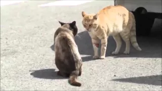 Жестокие драки котов 2. Cruel fight of cats 2.