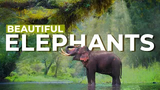 4K African Wildlife: ELEPHANTS - Relaxing Music With Video About African Wildlife Video 4K ULTRA