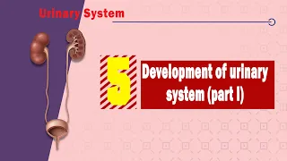 05. Development of urinary system (Part I) Kidney & Ureters