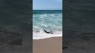 Hero Lifeguard Saves Dolphin Stuck On Beach!