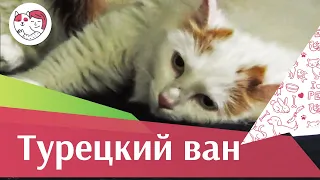 Порода Турецкий ван. Особенности. Уход