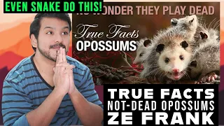True Facts: Not-Dead Opossums and Their Weird Defenses (zefrank) CG Reaction